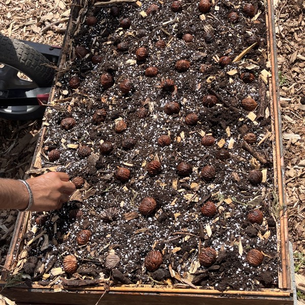 A raised wooden bed with soil in it. There are several dozen black walnuts placed in the soil, about every 6 inches apart.