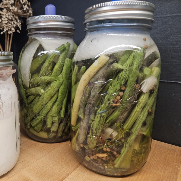 2 Jars of Fermenting Beans