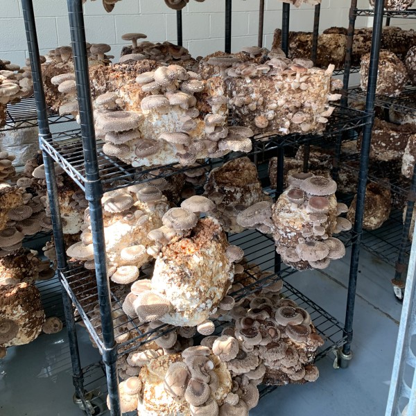 Indoor mushroom cultivation on wire racks.