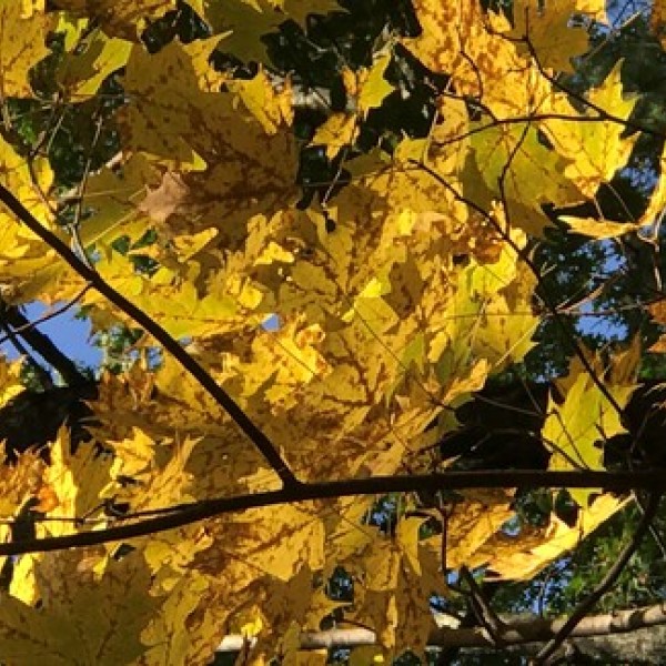 anthracnose on maple leaves