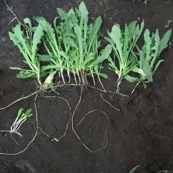 A perennial sowthistle plant laying on dark muck soil. Shoots are emerging from buds with secondary rhizome branches.