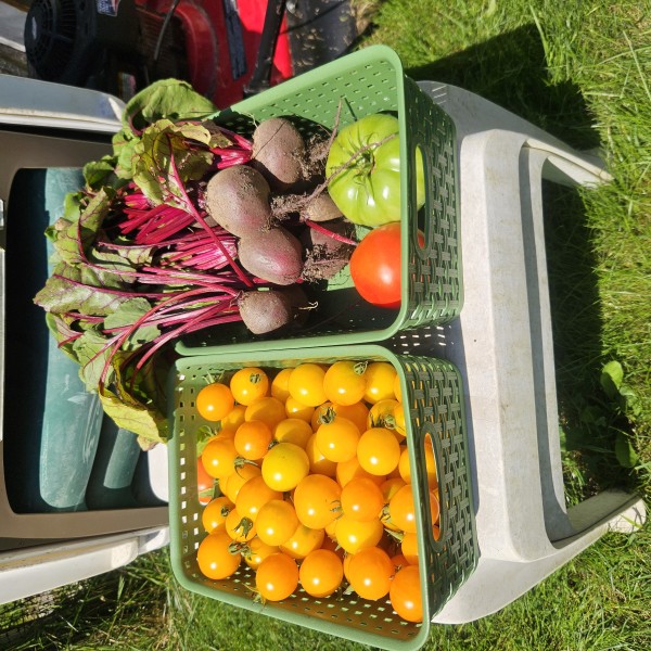 Growing Vegetables Organically
