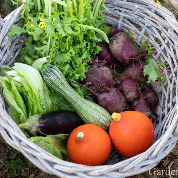 Planning Your Next Harvest: Vegetable Seed Saving 