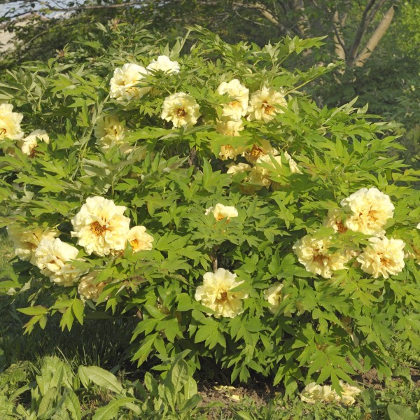 Themed Gardens
