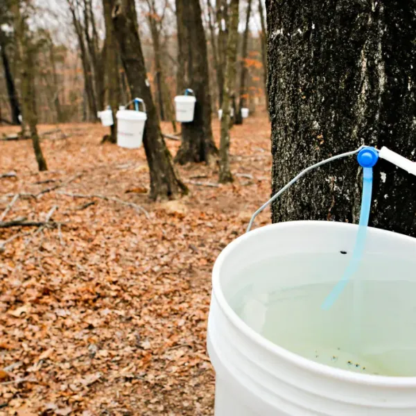 Beginner Maple Course 