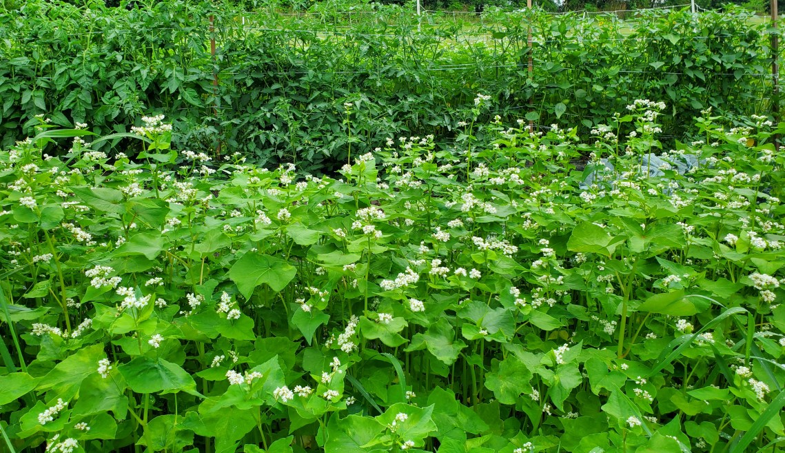 A row of buckwheat blossoming in front of a row tomatoes.