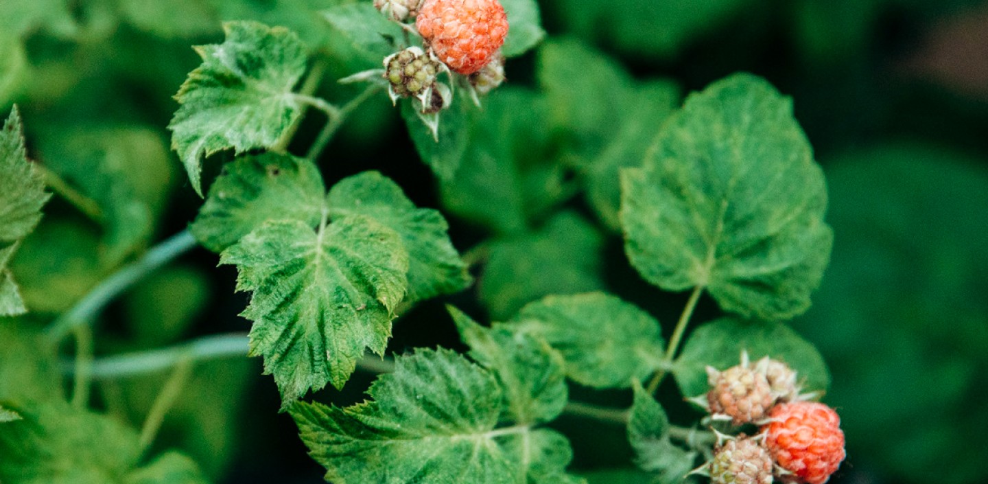 Close up photo of a plant.