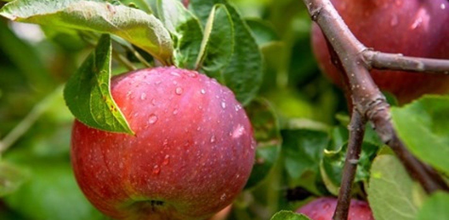 Apples on a tree.