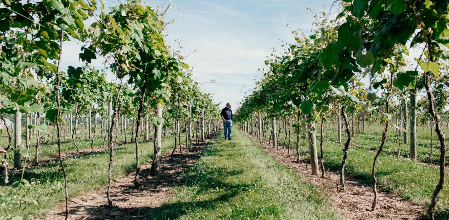 Man walks through a research vineyard.
