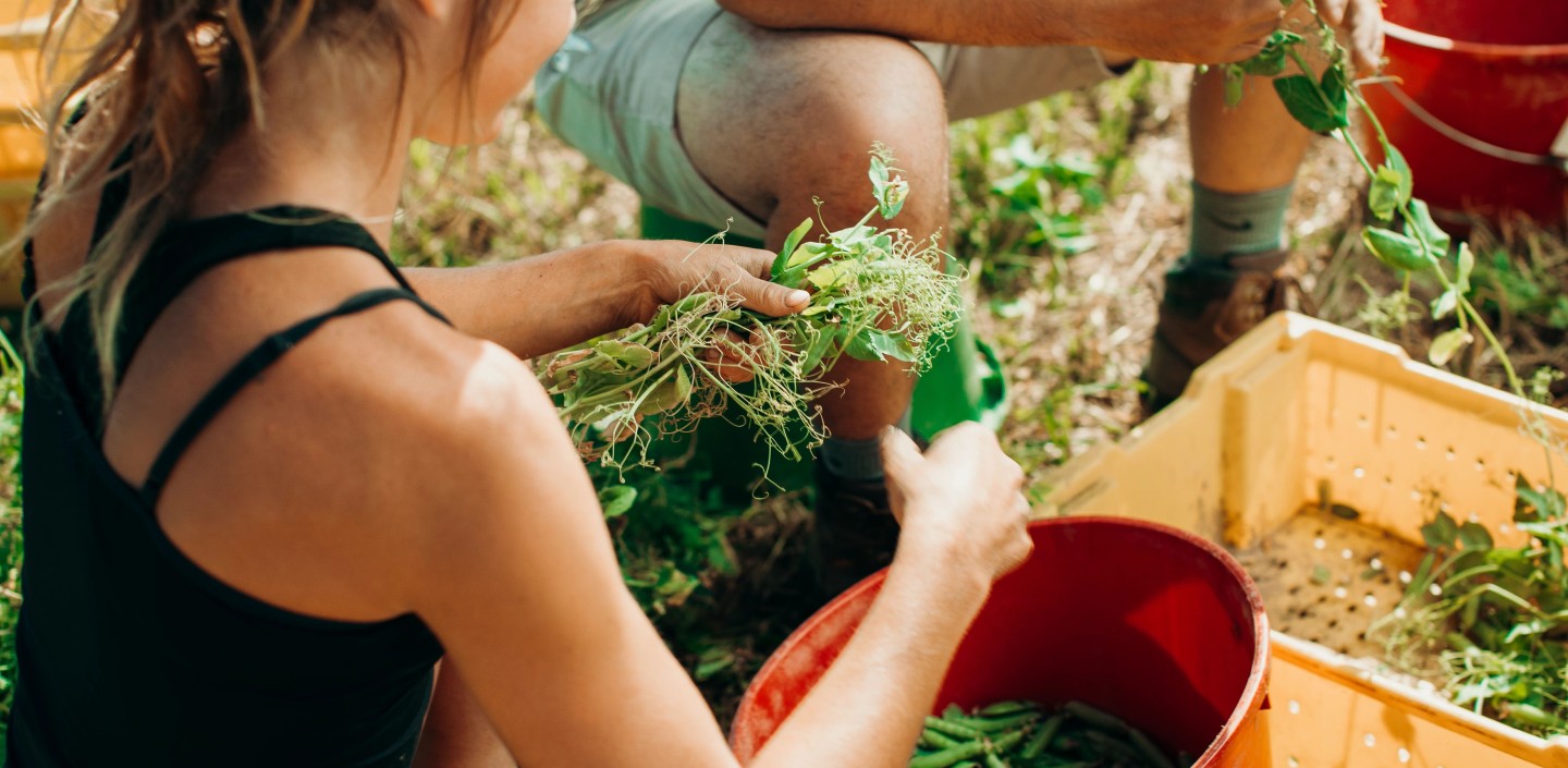 Sorting snap peas at Cornell AgriTech.