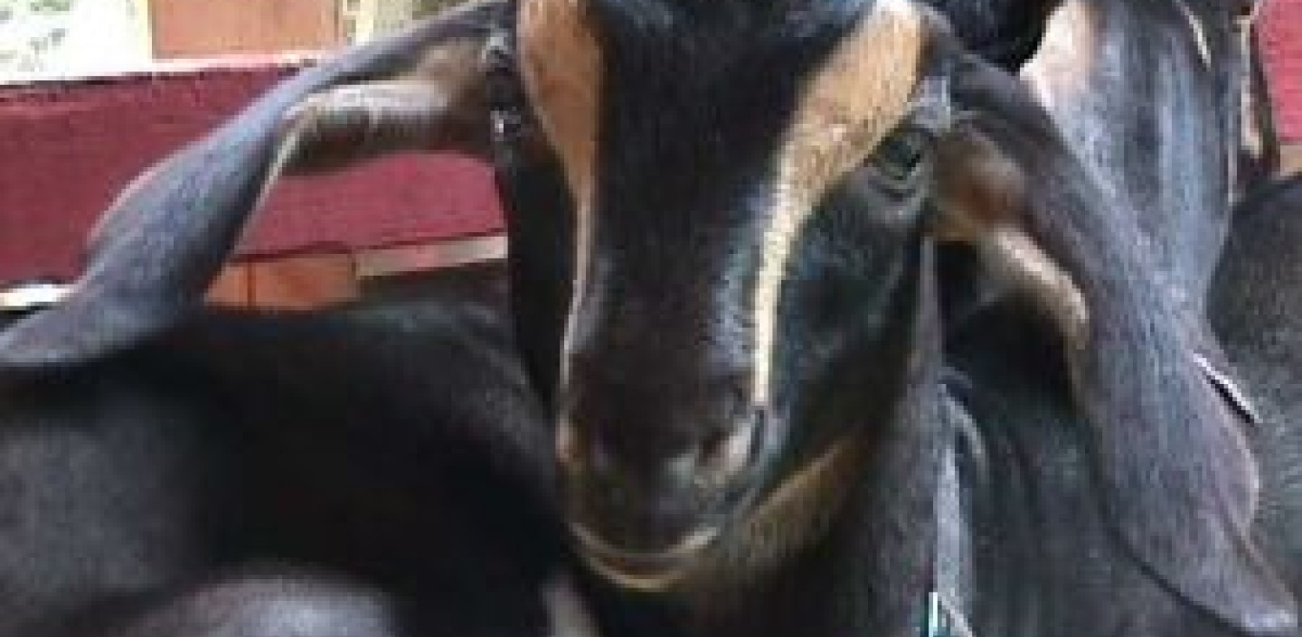 dairy goat face