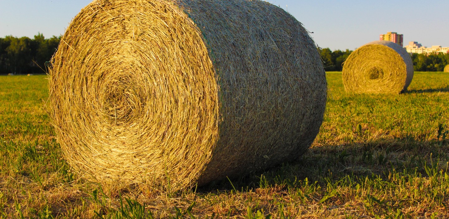 round bale of hay in field