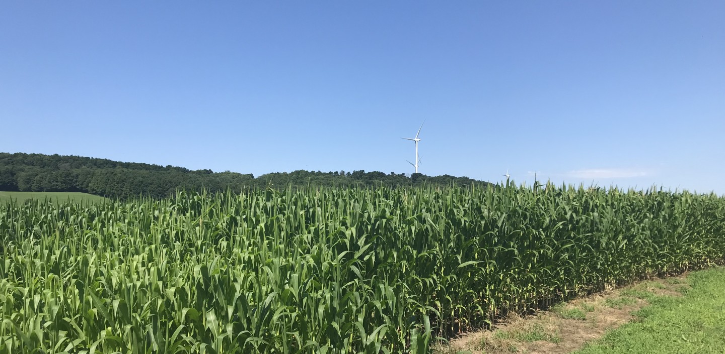 corn field with windtowers in the background