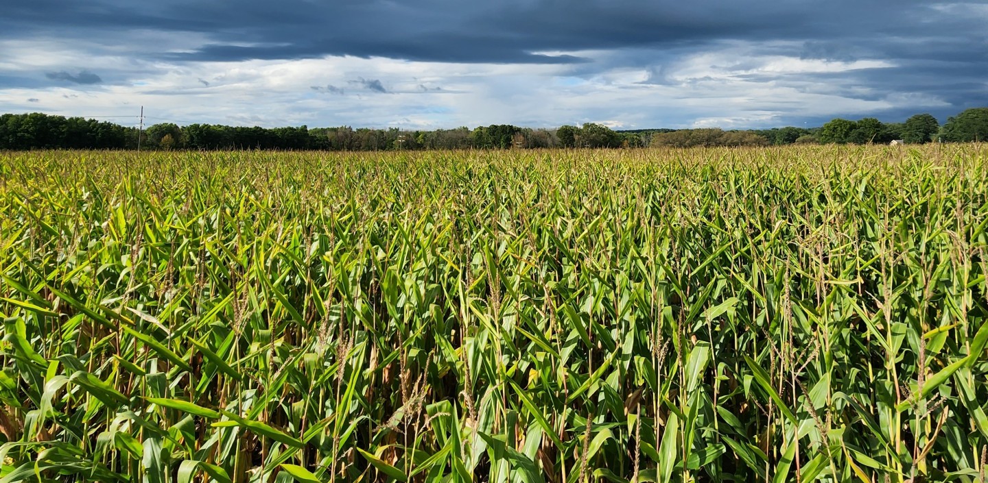 Corn field