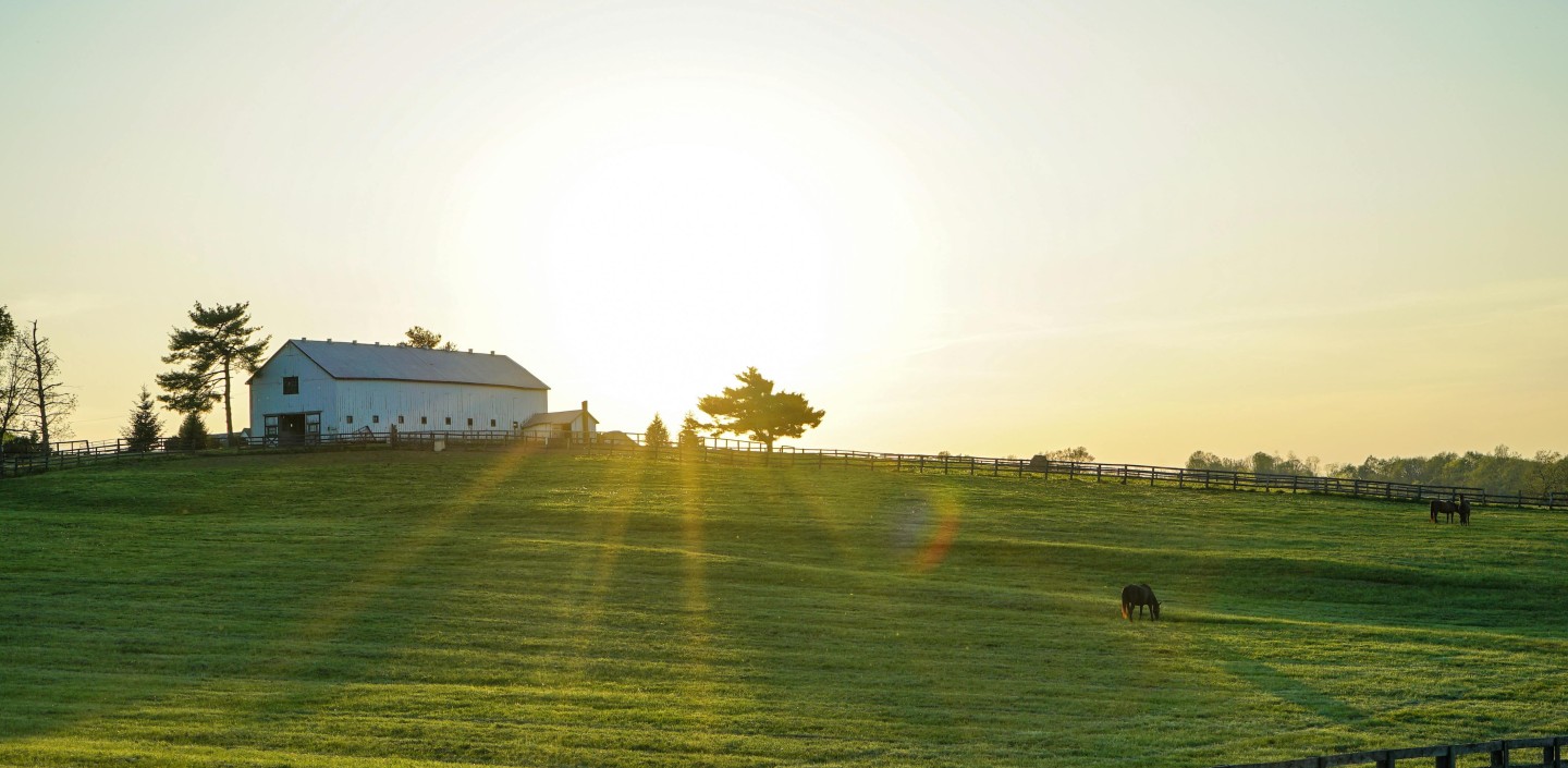 A white farm house with the sun shining behind it and a pasture in front with a grazing animal
