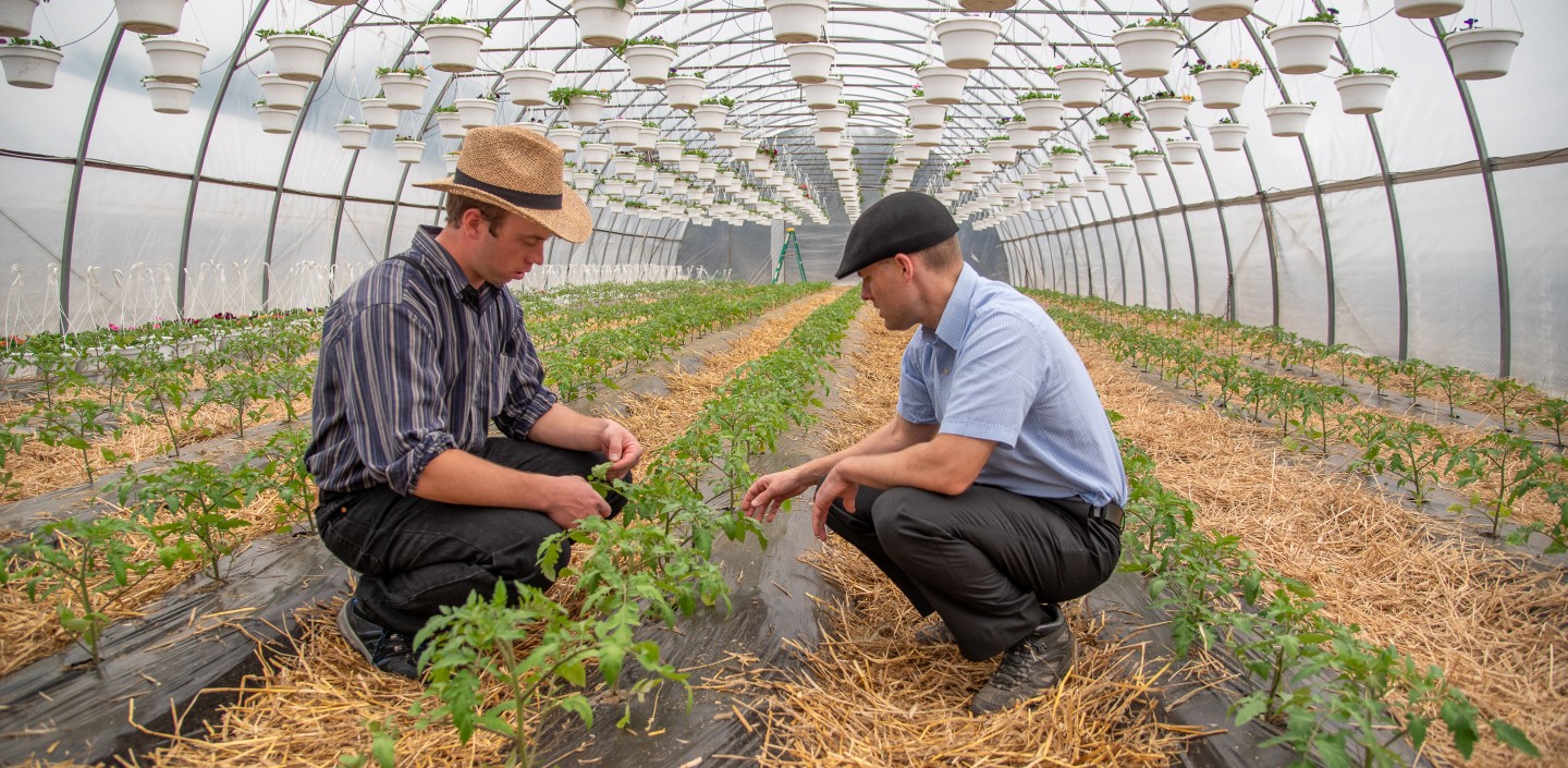 A man helps another man in a high tunnel greenhouse