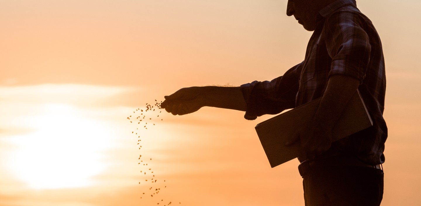 Panoramic shot of farmer sowing seeds during sunset
