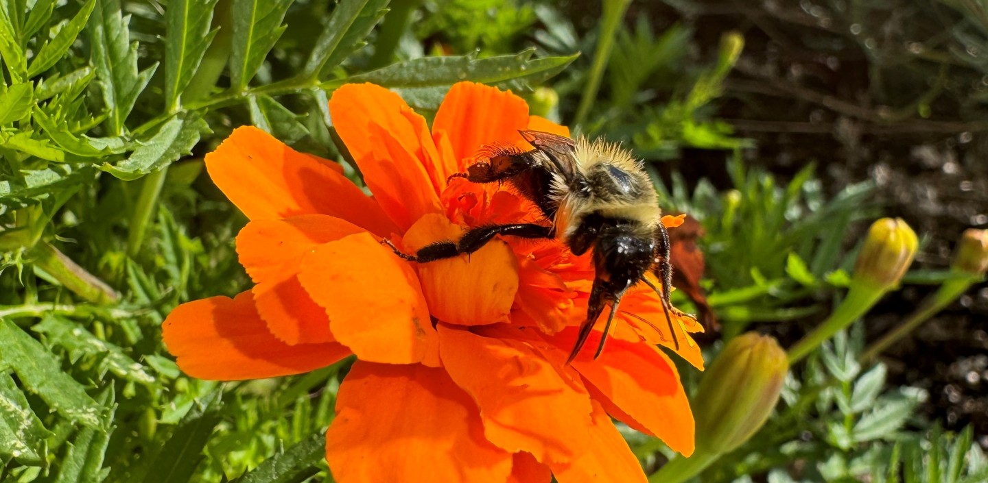 A bee on an orange flower