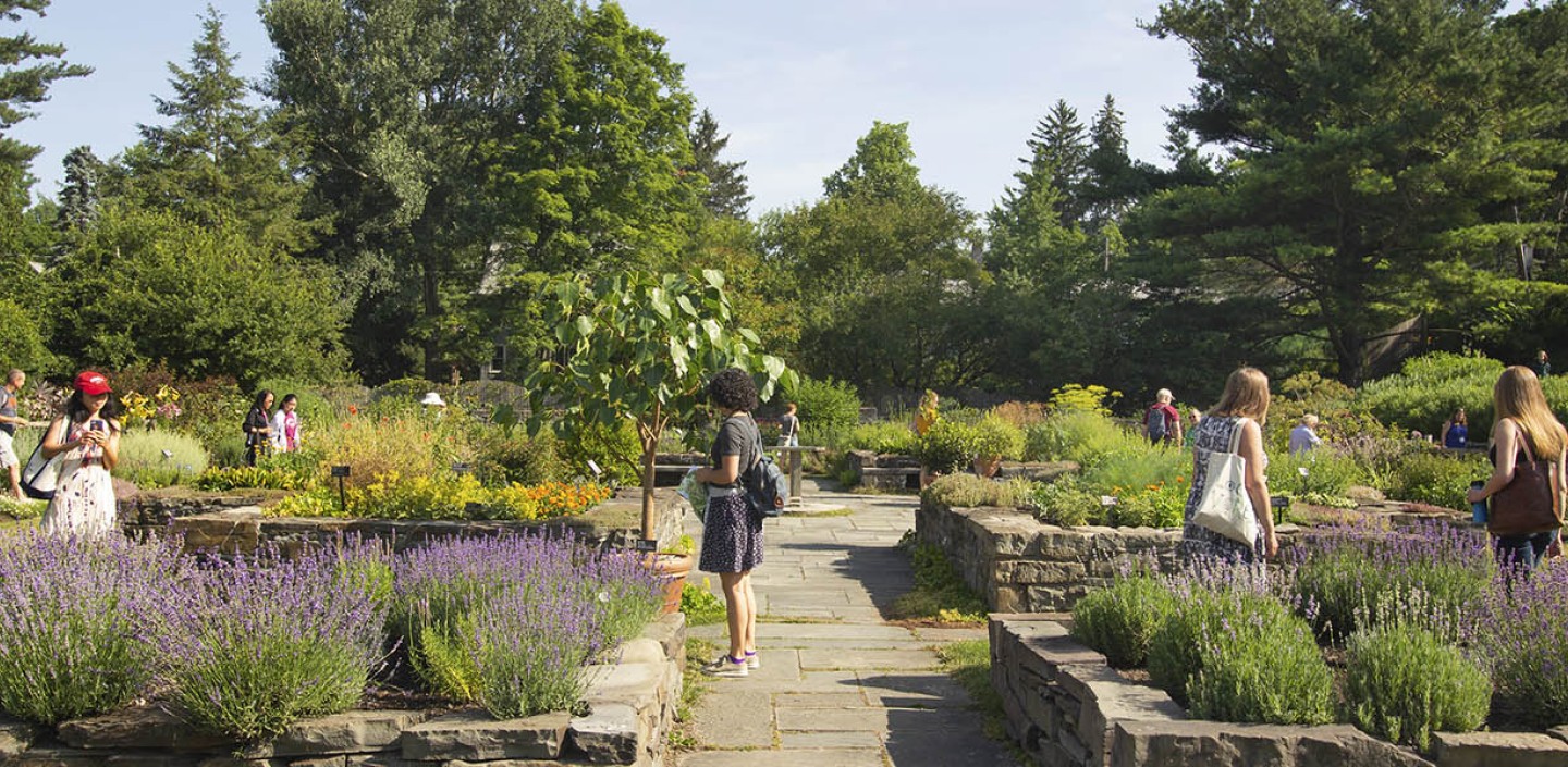 children in herb garden