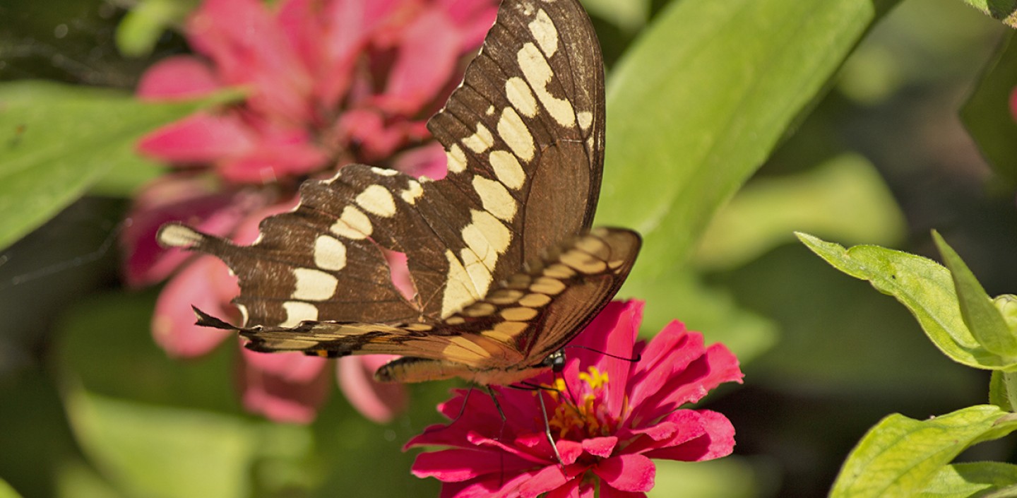 C_swallowtail