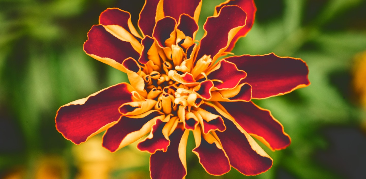 Plants in the Cornell Natural Dye Garden.