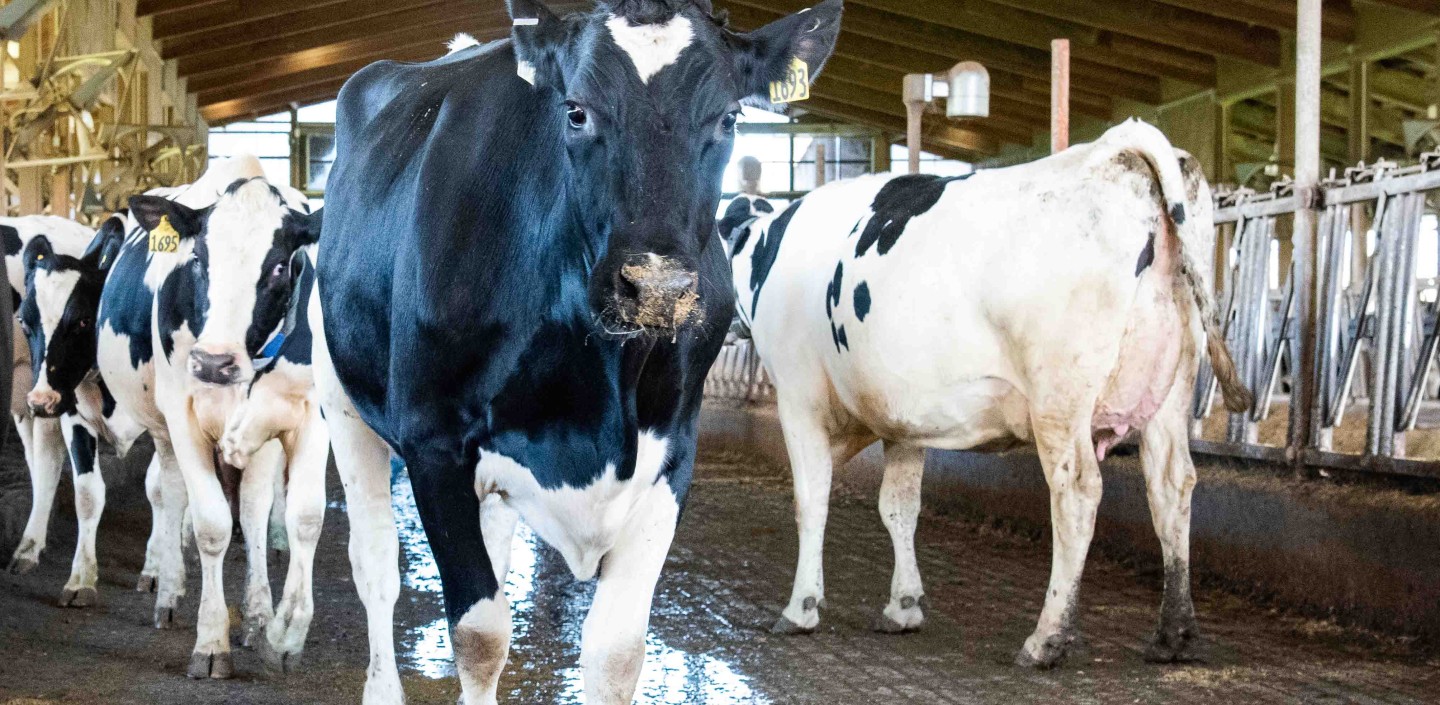 cows walk in a dairy barn