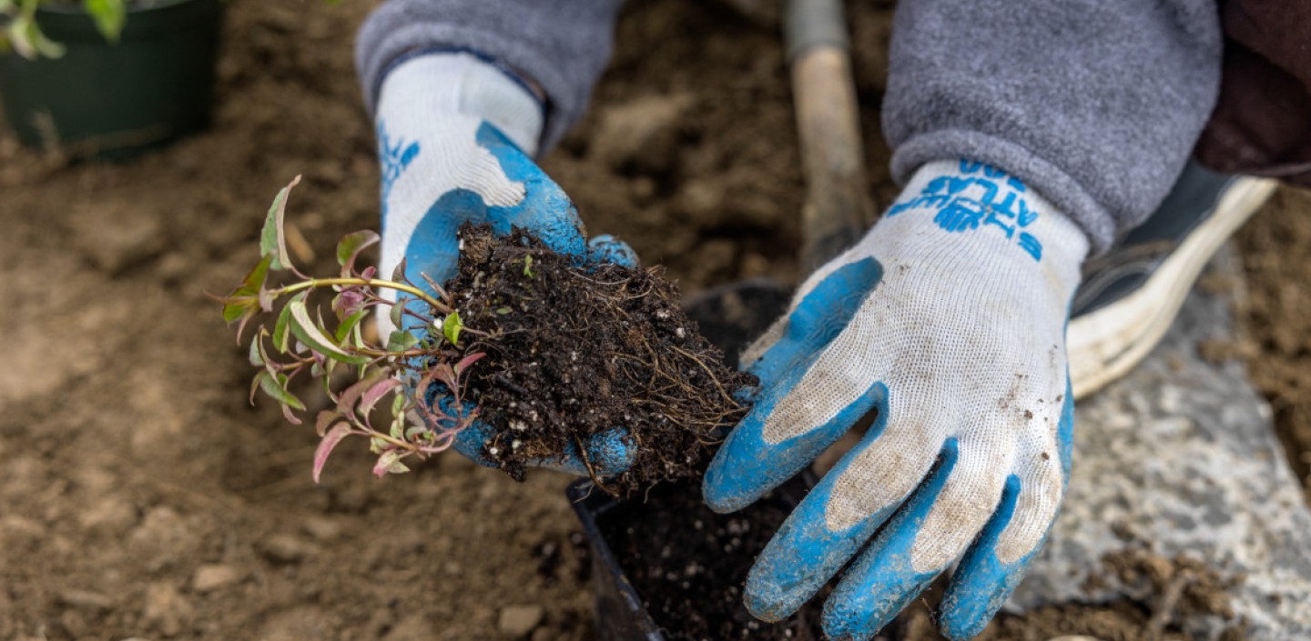A close-up, eye-level photo of a person wearing blue and white gardening gloves, holding a small plant seedling with its roots and soil exposed. The person is in the process of transplanting the seedling from a small black plastic pot into the ground, which is visible as brown dirt. A gardening shovel is visible in the background.