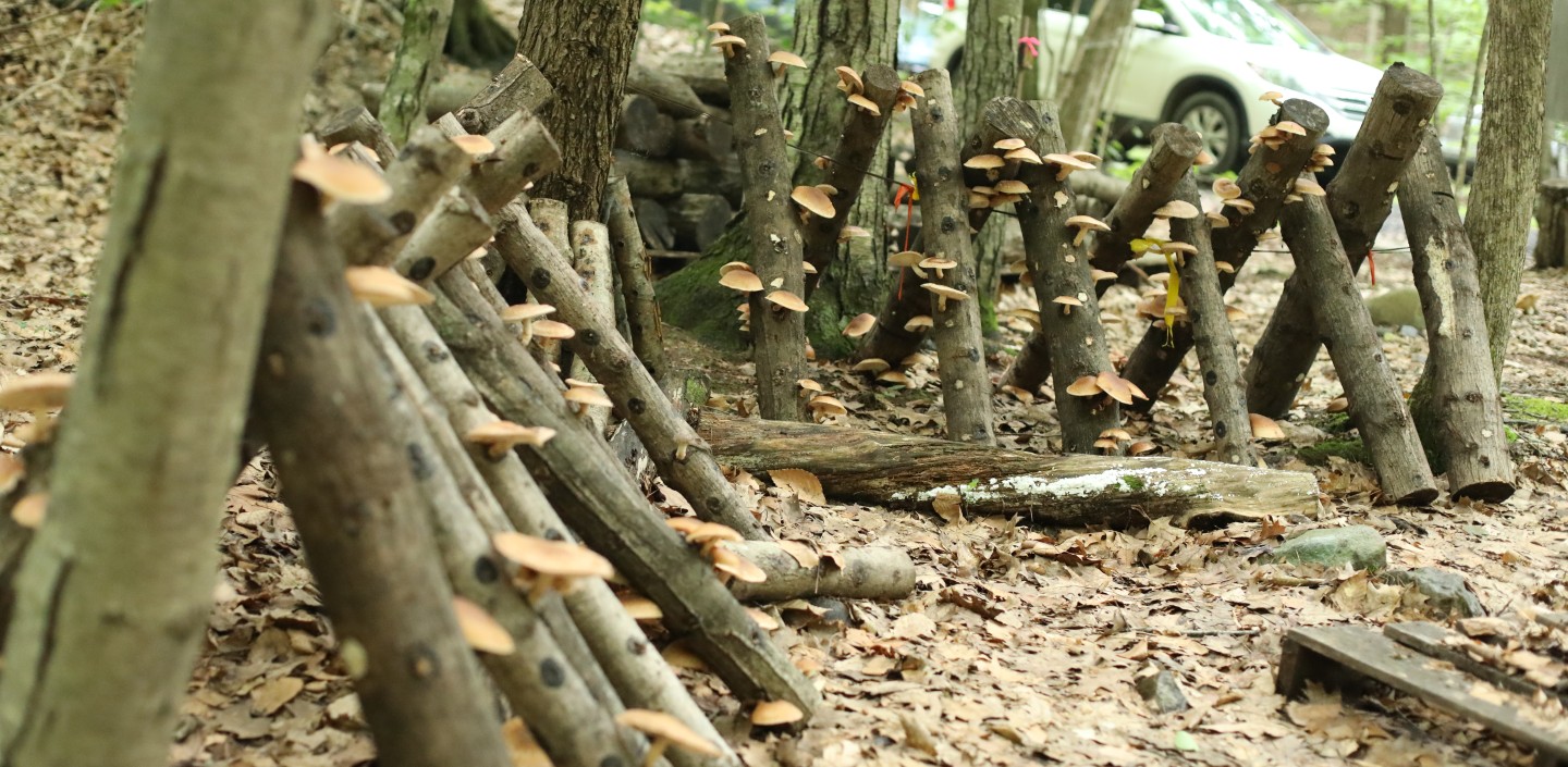 A row of logs fruiting with shitake mushrooms