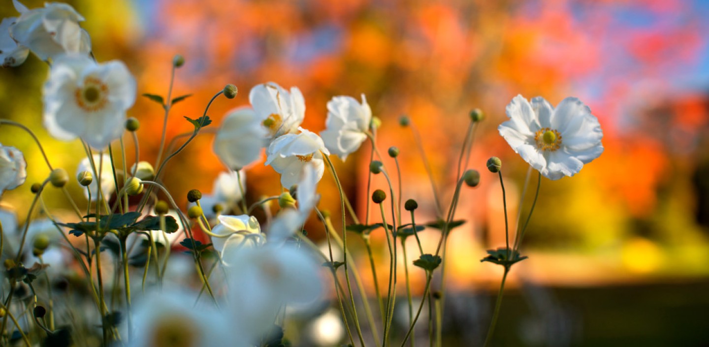 Flowers blooming in fall.