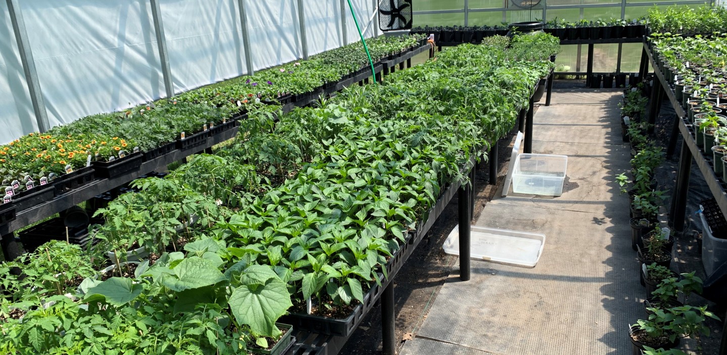 Plants growing in the CCE greenhouse.