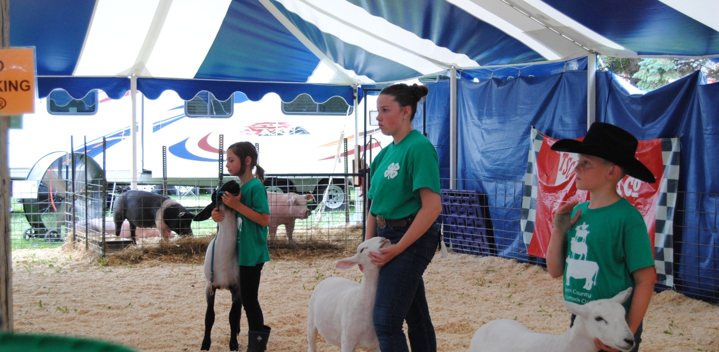 kids showing sheep and goats at fair