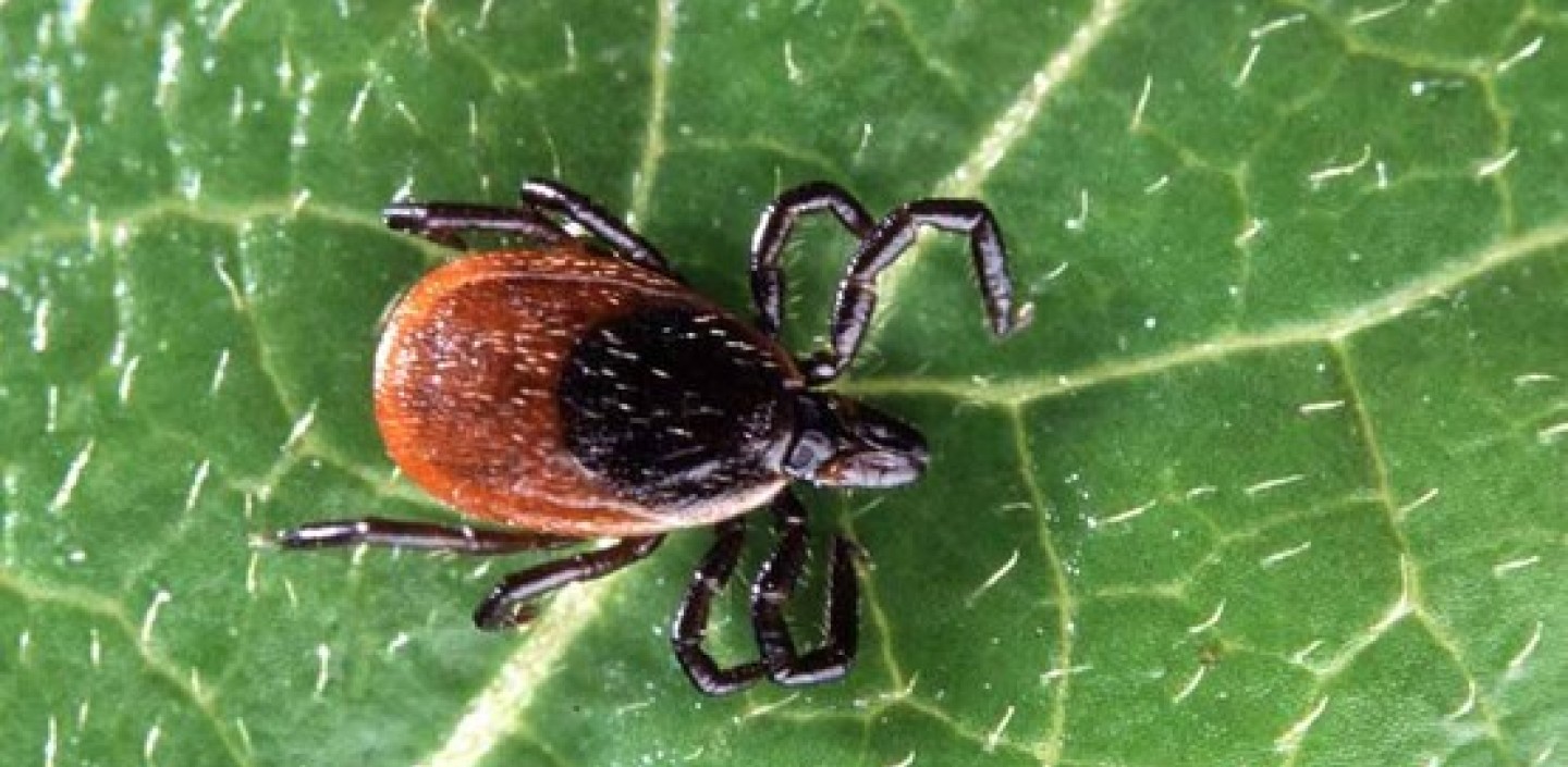 Deer Tick.  Image by Scott Bauer, USDA, Bugwood.org.