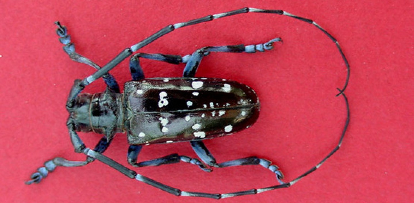 Asian Longhorned Beetle. Image by Michael Bohne, Bugwood.org.