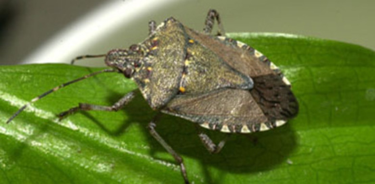 Brown Marmorated Stink Bug.  Image by David R. Lance, USDA APHIS PPQ, Bugwood.org .