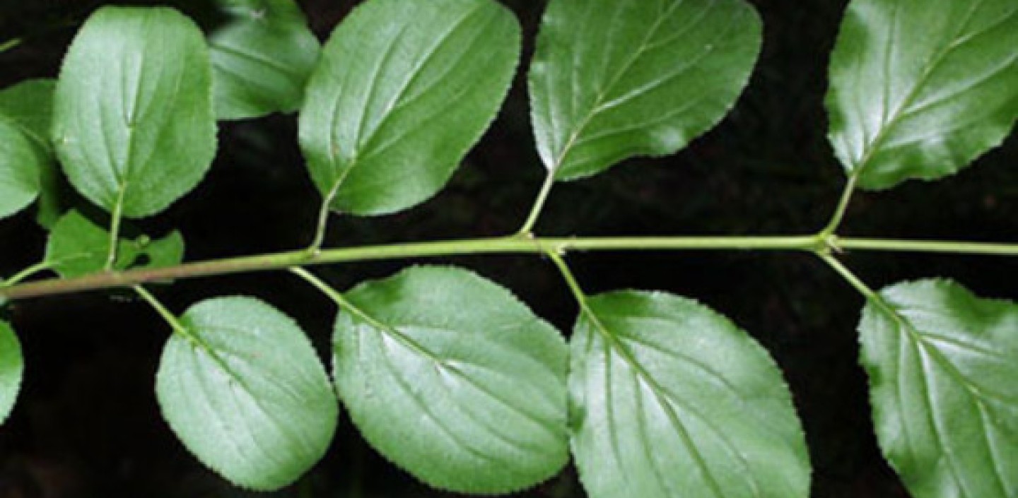 Common Buckthorn plant. Image by Paul Wray, Iowa State University.