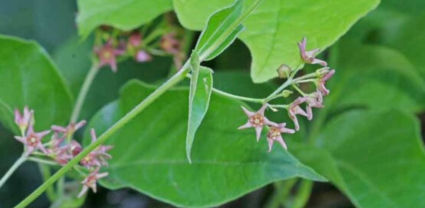 Swallow-Worts plant. Image by Rob Routledge, Sault College, Bugwood.org