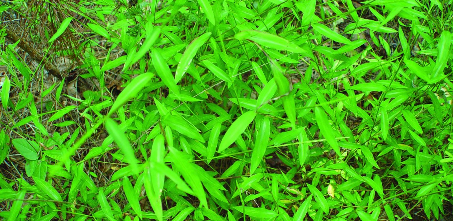 Japanese stiltgrass. Photo by Chuck Bargeron, University of Georgia