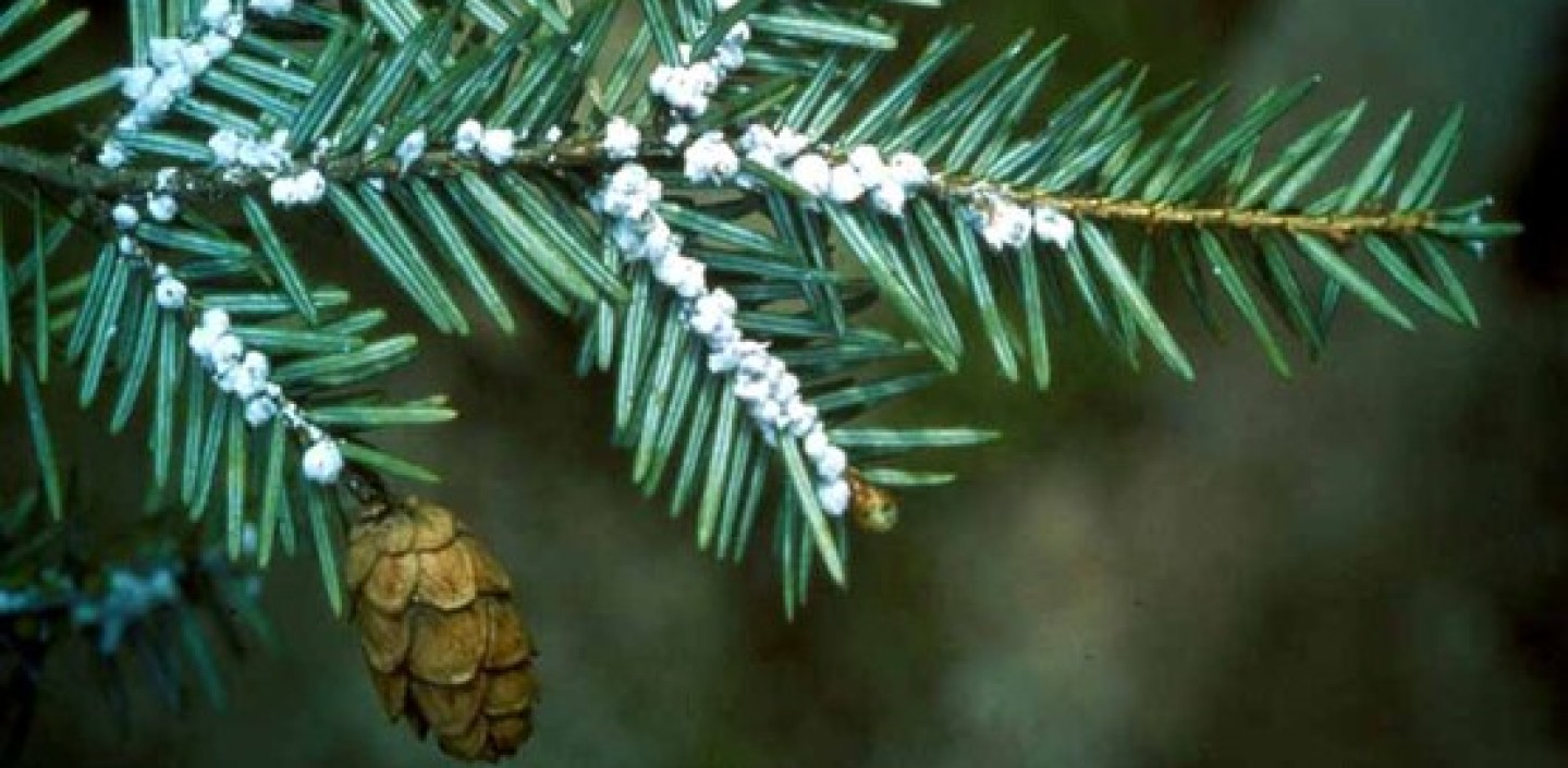 Hemlock Woolly Adelgid, Image by CT Ag. Experiment Station Archive, Bugwood.org.