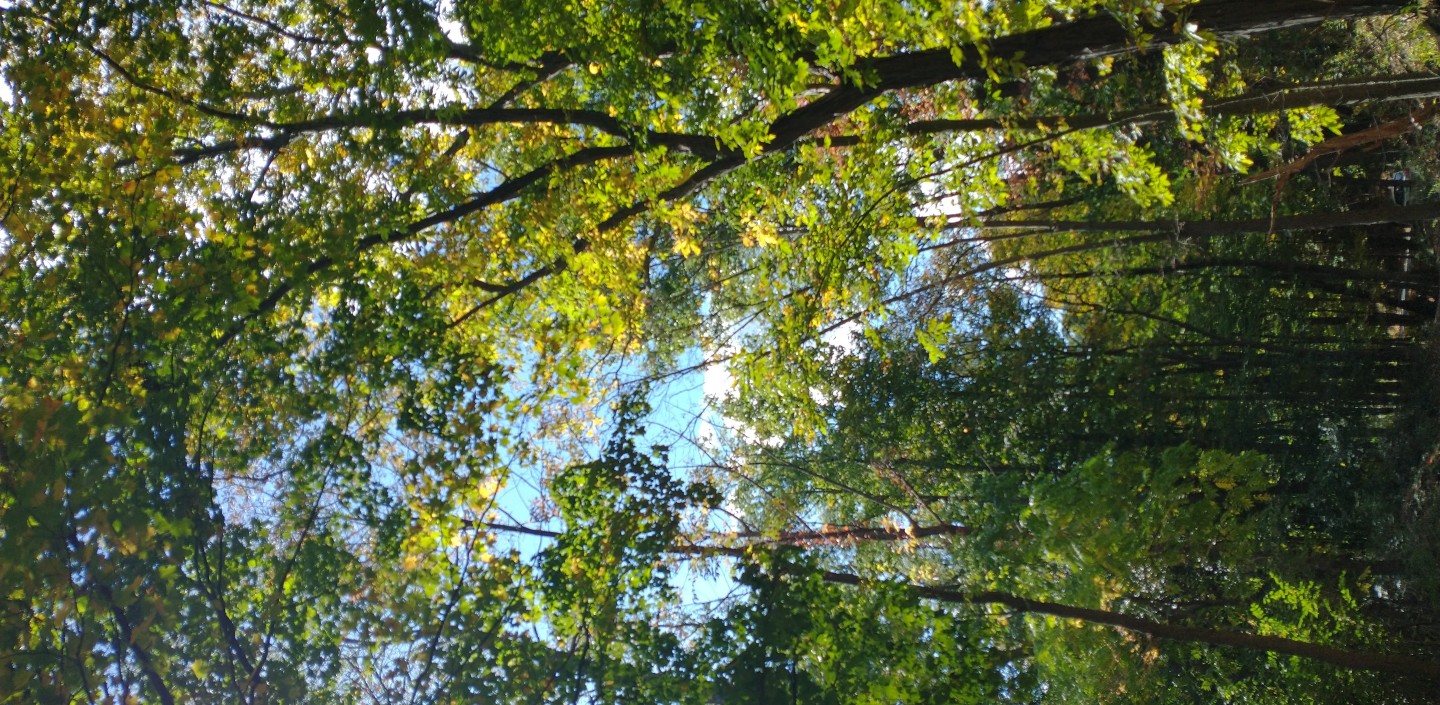 Tree Canopy from the ground looking up 