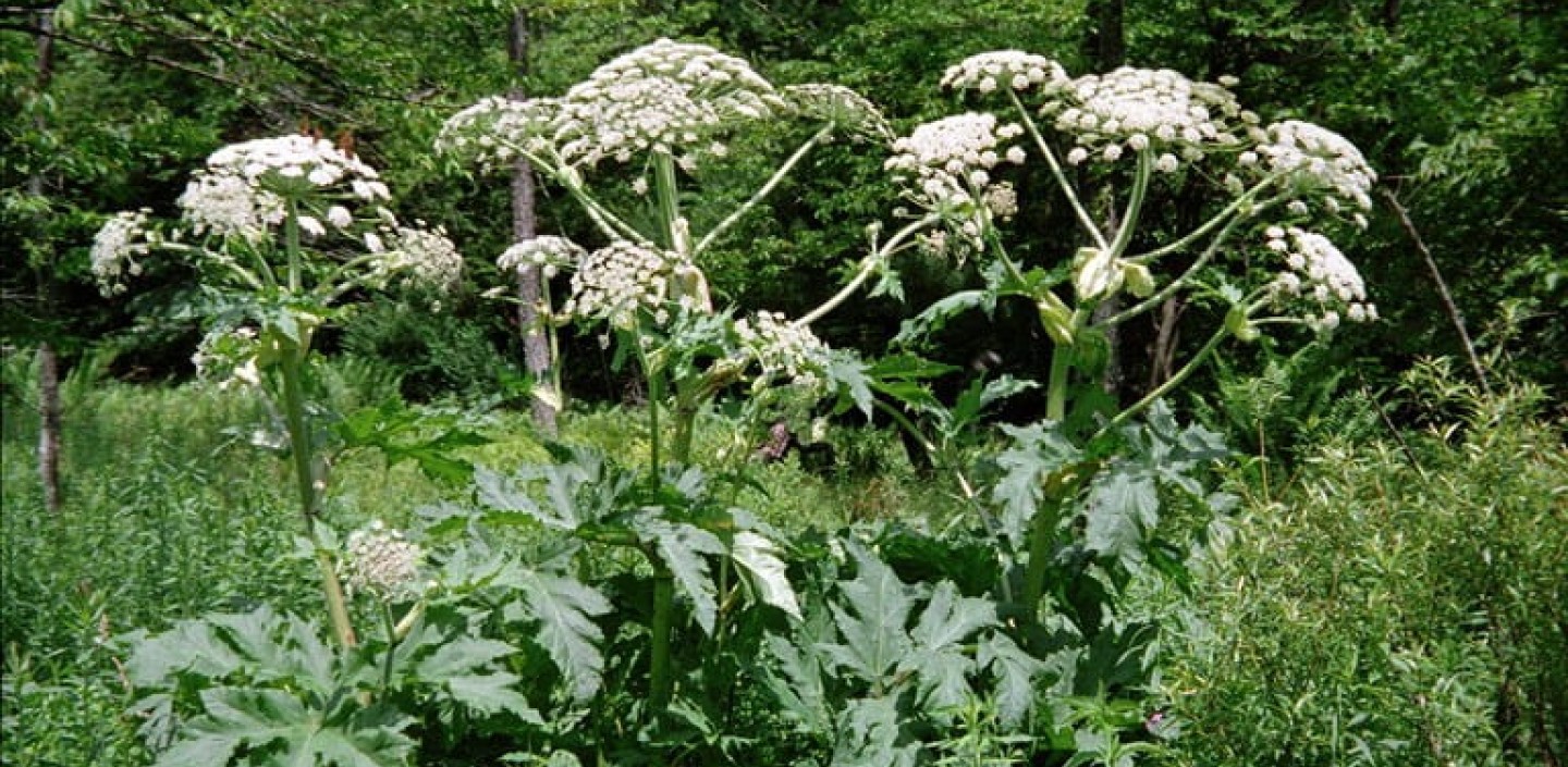 Giant Hogweed plant.
