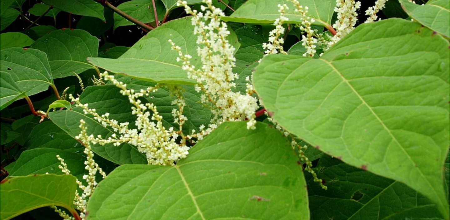 Japanese knotweed plant. Photo by Jan Samanek, Phytosanitary Administration, Bugwood.org