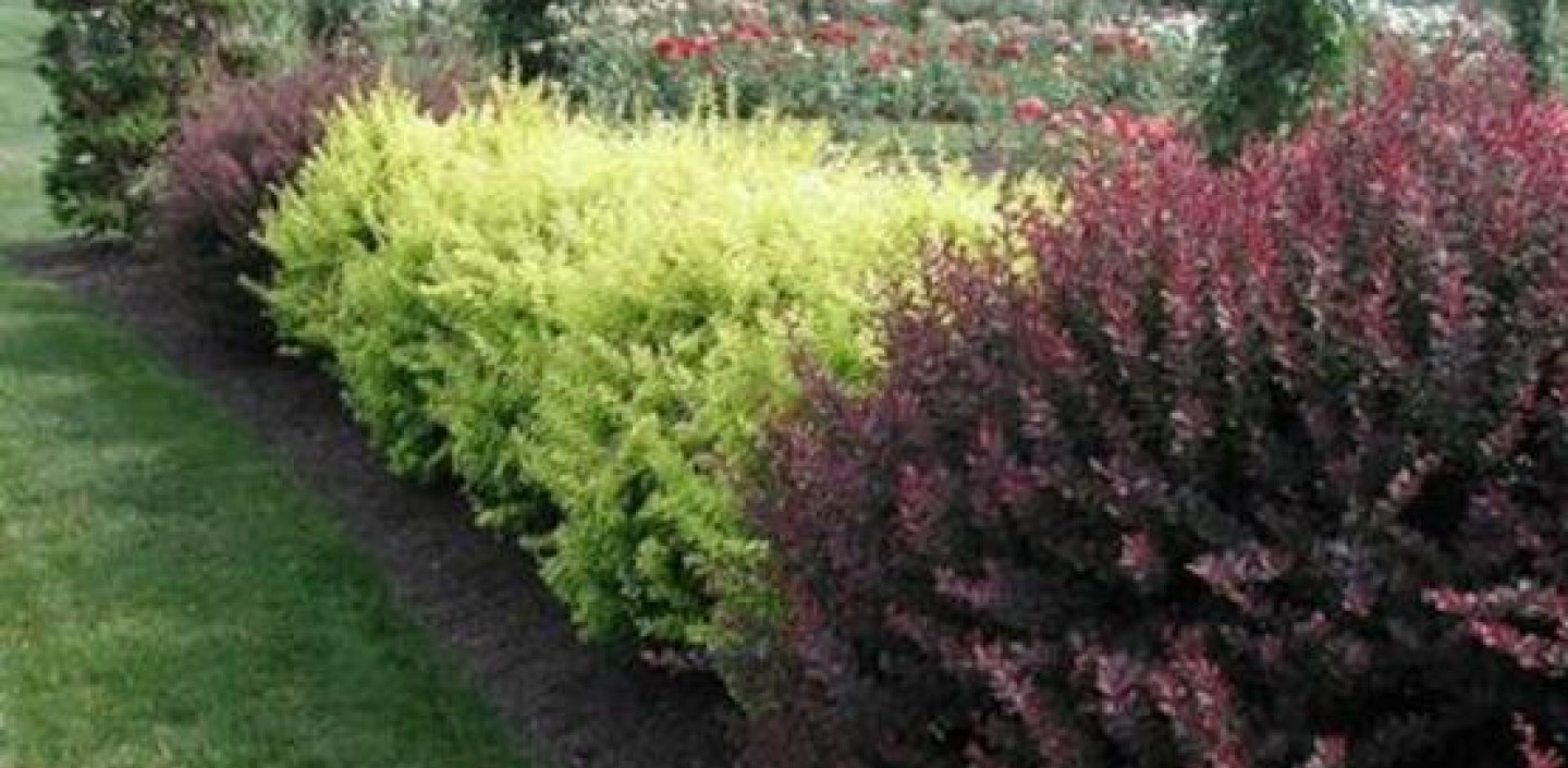 Japanese Barberry plant.