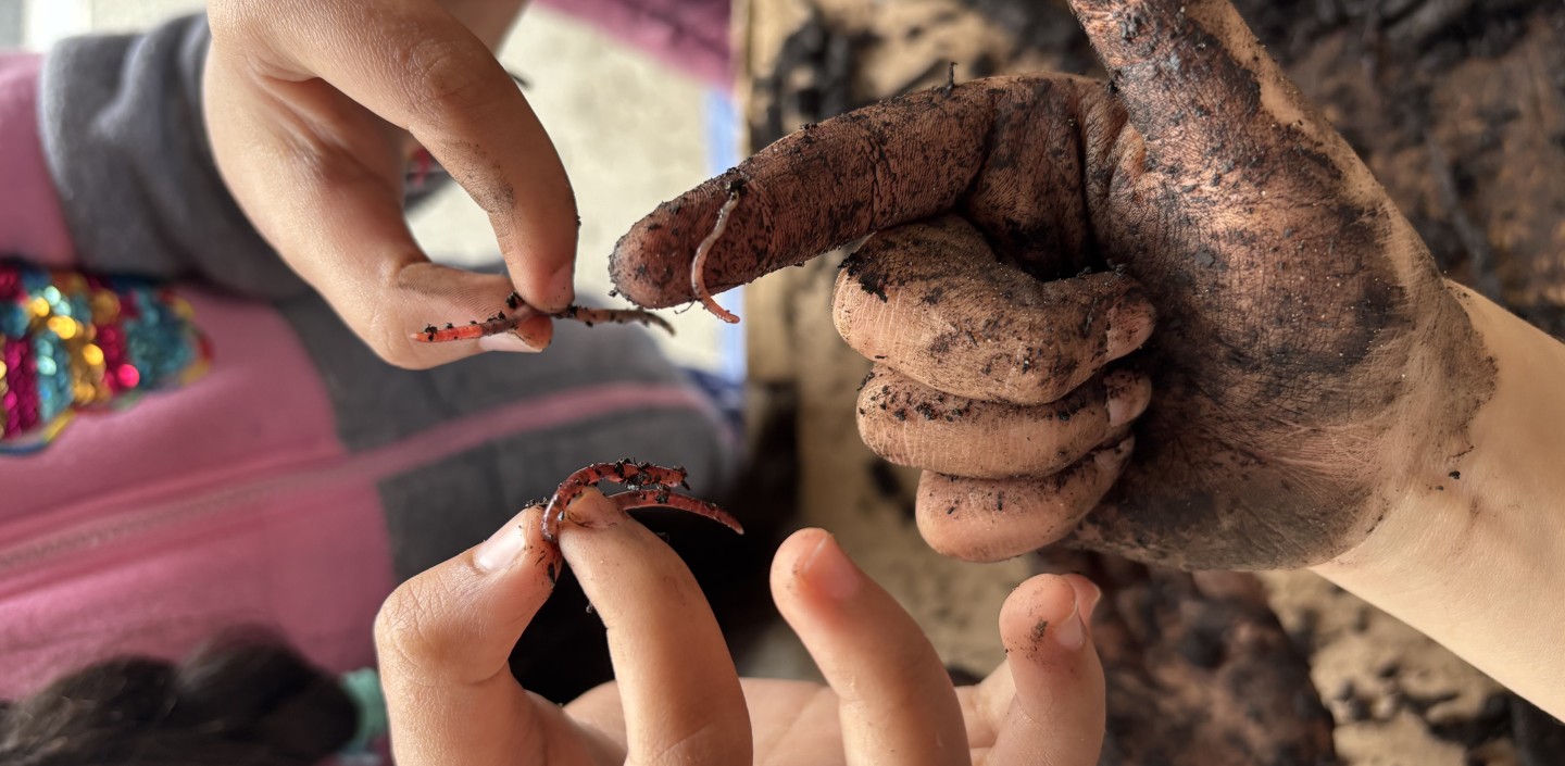 image shows soil covered hands holding worms