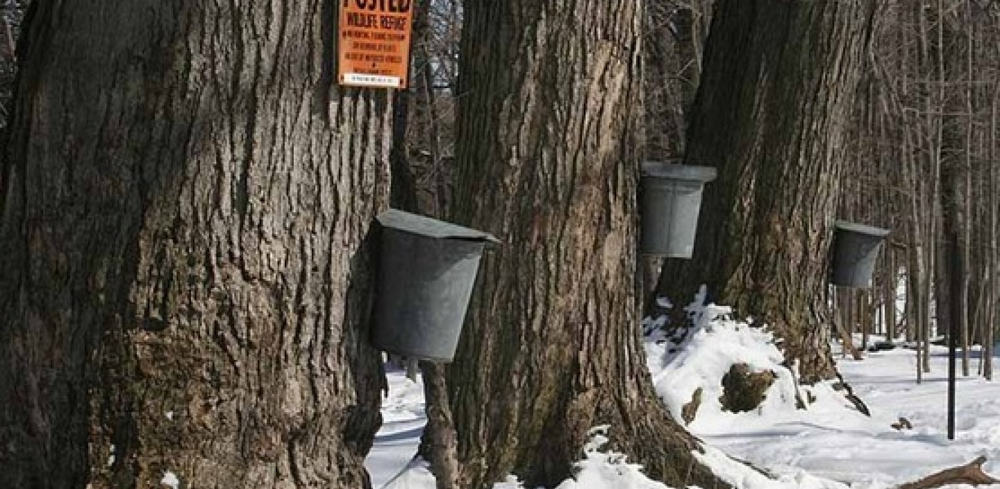 Maple syrup buckets hanging on trees.  Image by Dave Pape .