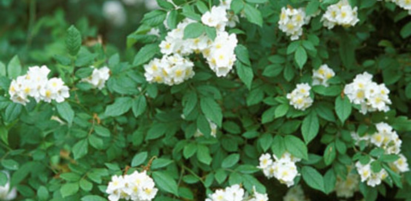Multiflora Rose plant. Image by James H. Miller, USDA Forest Service, Bugwood.org.