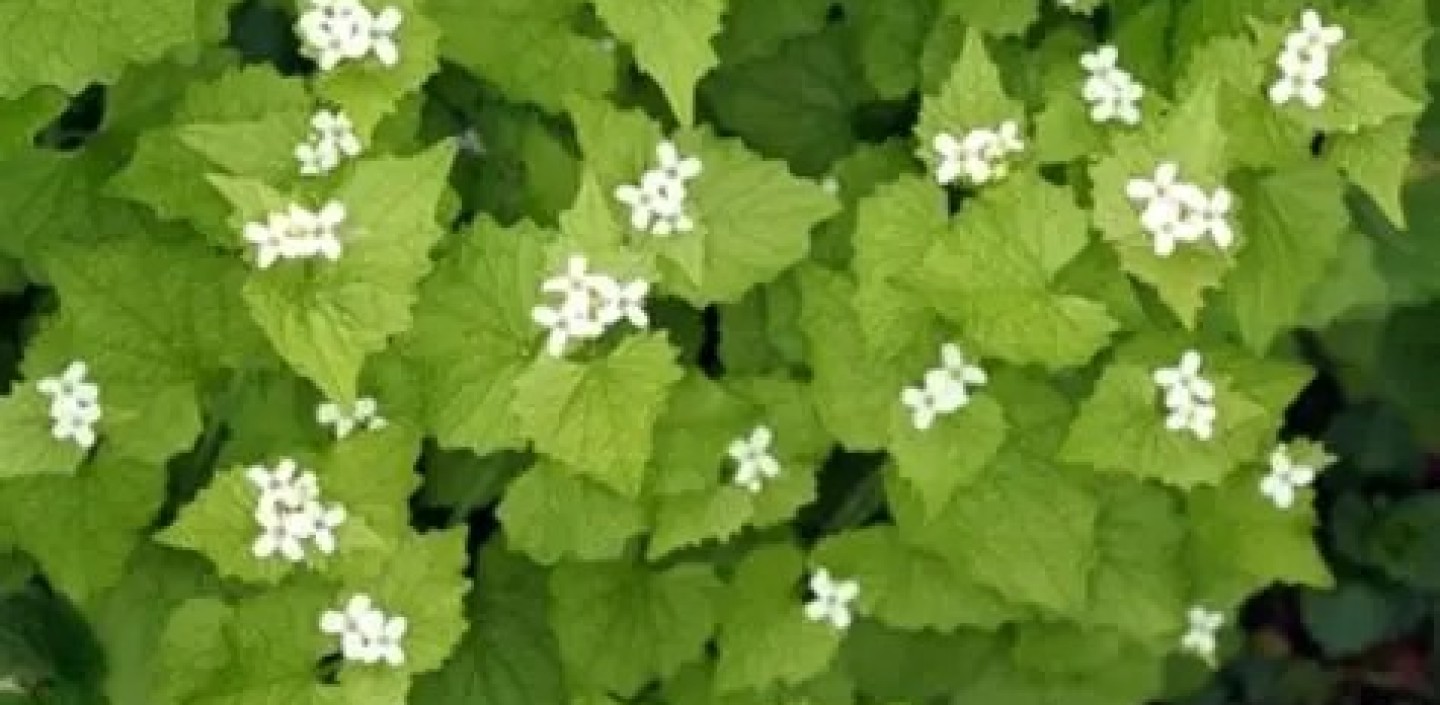 Garlic Mustard. Image by David Cappaert, Michigan State University.
