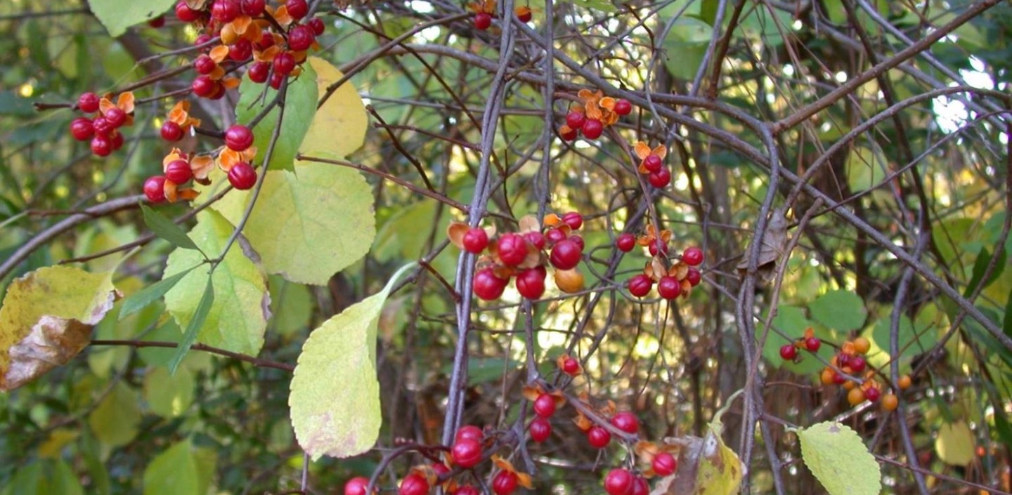 Oriental Bittersweet plant. Photo: James R. Allison, Georgia Department of Natural Resources, Bugwood.org.