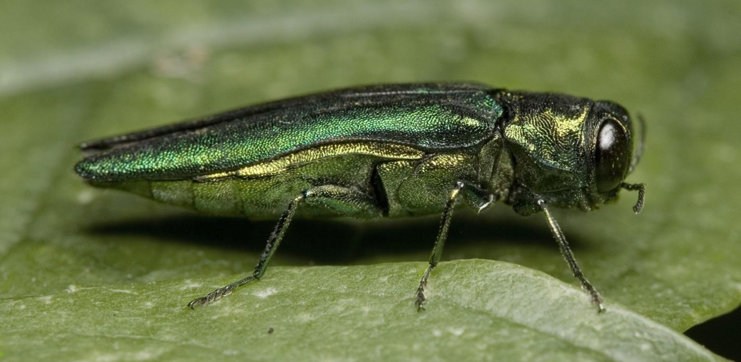 Emerald Ash Borer invasive pest. Photo: David Cappaert, Bugwood.org