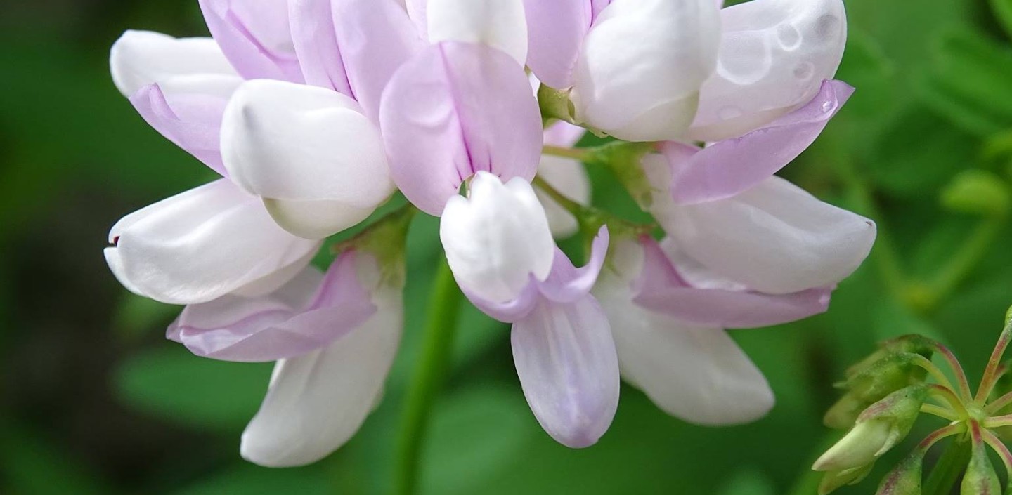 Clover
