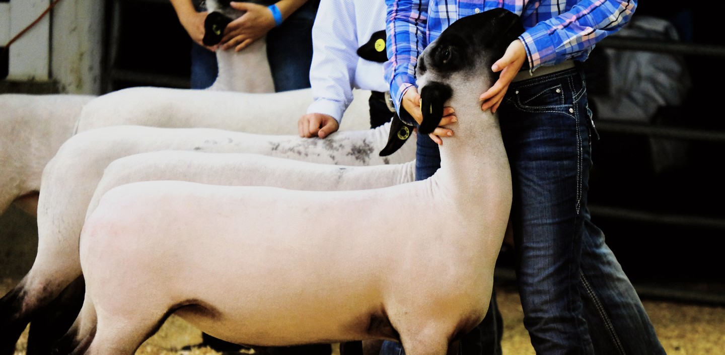   Save to Library  Preview Crop  Find Similar   File #:  407271263 Sheep in market lamb show at fair.